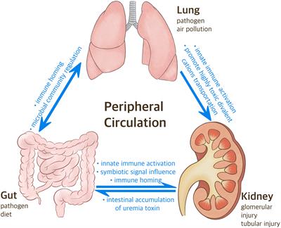 Intestinal homeostasis in the gut-lung-kidney axis: a prospective therapeutic target in immune-related chronic kidney diseases